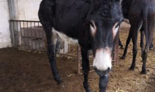 农村养殖需要多少钱