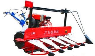 芝麻女孩和玉米男孩 芝麻女孩和玉米男孩